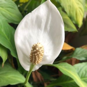 Meet your Posher, Betina